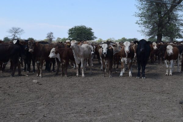 Bloques proteicos: un complemento ideal para épocas de baja calidad de forraje