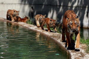 COVID-19: Primeros animales vacunados en Latinoamérica | 1000 Noticias