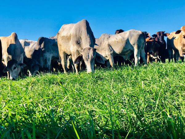 Novillo Mercosur se ubicó en US$ 3,94, el valor más bajo del año