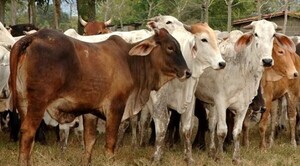 El IPTA presentó nuevo programa de innovación para el sector agroganadero