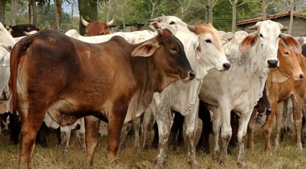 El IPTA presentó nuevo programa de innovación para el sector agroganadero