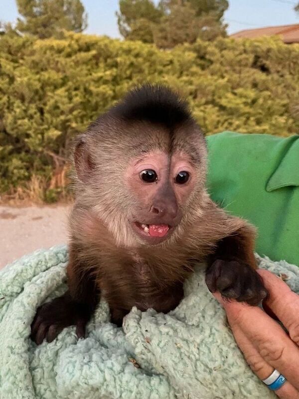 Llaman al 911 desde un zoológico y un mono es el principal sospechoso