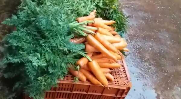 Productores hortigranjeros preocupados con las bajas temperaturas - Radio Imperio