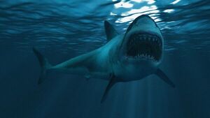 Tiburón megalodón era más rápido, grande y voraz de lo pensado