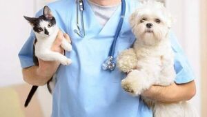 La esterilización en perros y gatos les previene el cáncer y otras enfermedades  - Mascotas - ABC Color