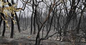 La Nación / Reportan 38 muertos debido a incendios forestales en Argelia