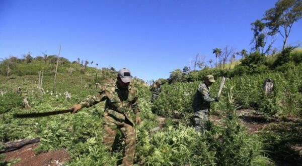 Eliminan más de 600 toneladas de marihuana en la frontera entre Paraguay y Brasil