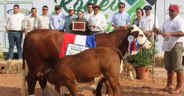 La Nación / Ganadera Las Pampas resalta con una Gran Campeona Braford en Expo Trébol