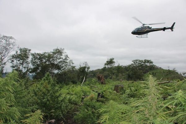 Paraguay y Brasil eliminaron 610 toneladas de marihuana en la frontera