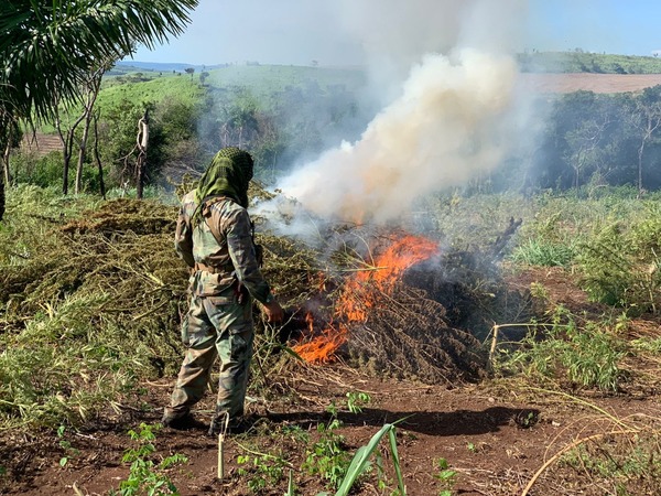 Nueva Alianza XXXIII anula 610 toneladas de marihuana y genera pérdida de US$ 18 millones | OnLivePy
