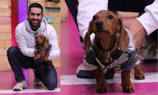 Conozca más a los perros salchichas | Telefuturo