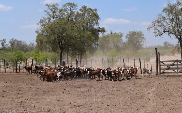 Lluvias generalizadas y en volumen: cómo impactan en el negocio ganadero