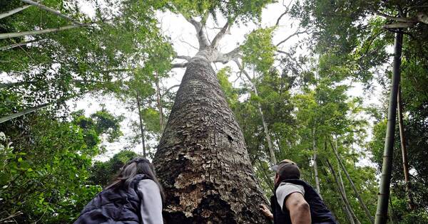 La Nación / En busca del Coloso 2022: Este fin de semana inician las expediciones