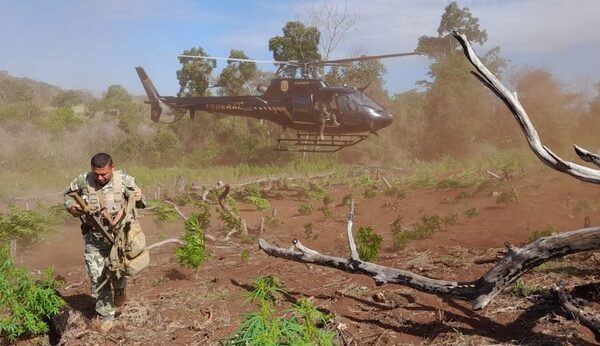 Operativo con Brasil destruye 610 toneladas de marihuana y genera pérdida de US$ 18 millones al narcotráfico – Diario TNPRESS
