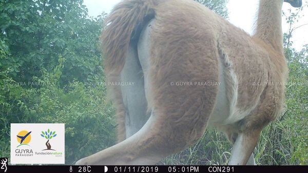 Recuerdan el avistamiento de un guanaco en Médanos del Chaco - Noticias del Chaco - ABC Color