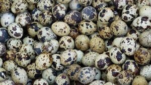 Coturnicultura o el negocio de los huevos de codorniz: cocidos y pelados son los más demandados