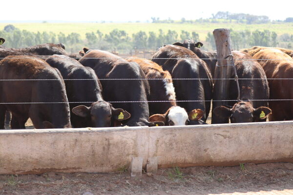 Precio del ganado gordo de exportación podría reaccionar al alza en el corto plazo