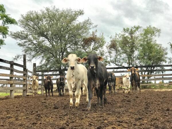 Bajo Chaco sin lluvias y con perspectivas de una nueva reducción del stock bovino