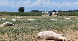La Nación / Sequía provoca muerte de vacas por intoxicación