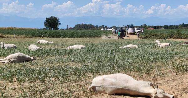 La Nación / Sequía provoca muerte de vacas por intoxicación