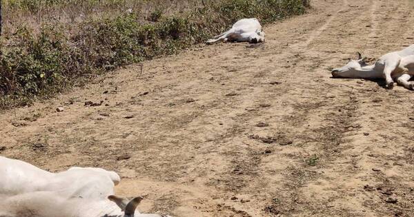 La Nación / Unas 50 vacas murieron envenenadas por la sequía en Italia, según experto