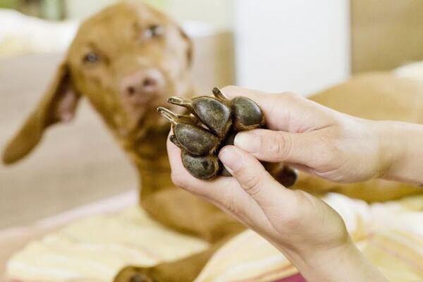 Patitas limpias: què productos usar y qué no para mantener pulcros a los Firulais - Mascotas - ABC Color