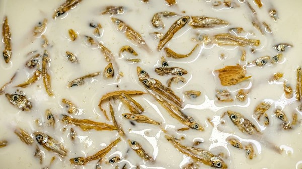 Heladería bizarra: venden sabor pescado y gusanos