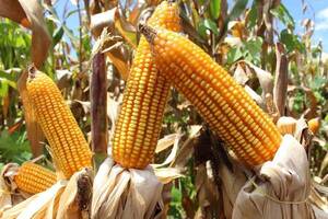 Avanza cosecha de maíz zafriña con rendimientos promedios de 6.500 kilos