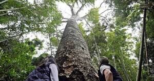 Crónica / Arrancan las expediciones de "Colosos de la Tierra" en busca del árbol más grande del Paraguay