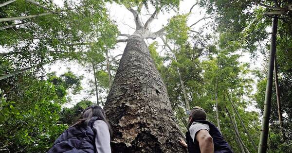 Crónica / Arrancan las expediciones de "Colosos de la Tierra" en busca del árbol más grande del Paraguay