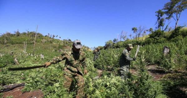 La Nación / Destruyen más de 600 Tn de marihuana