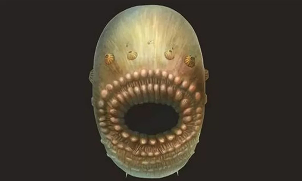 Resuelven el misterio de la criatura sin ano de más de 500 millones de años - OviedoPress
