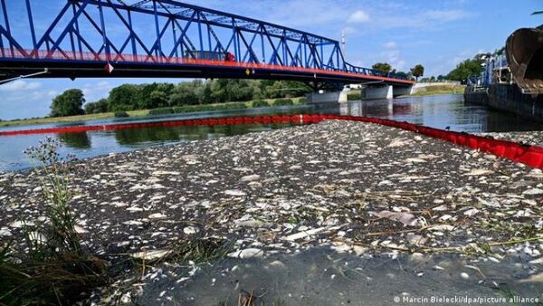 La muerte masiva de peces en el río Oder es una señal de alarma para toda Europa