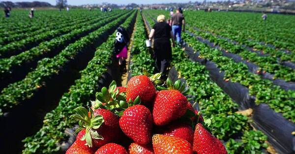 La Nación / Pese a buena producción de frutillas, los precios se desinflan a causa de intermediarios, señalan