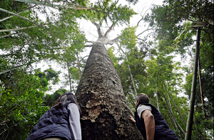 Diario HOY | Colosos de la Tierra: arrancan las expediciones en busca del árbol más grande del Paraguay