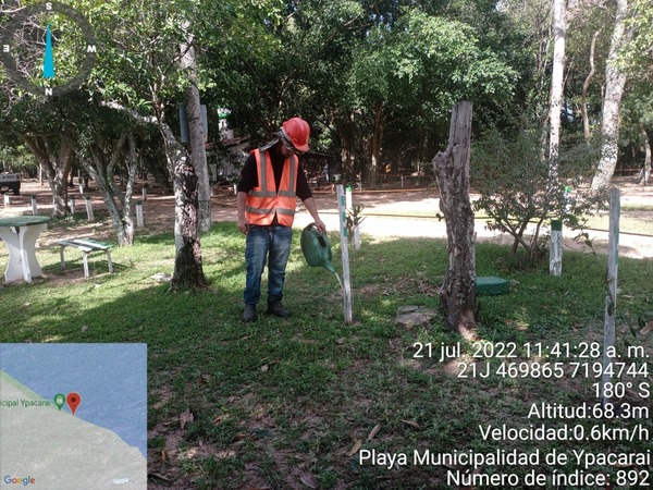 Diario HOY | Continúan labores de mantenimiento y conservación de plantaciones en Ypacaraí