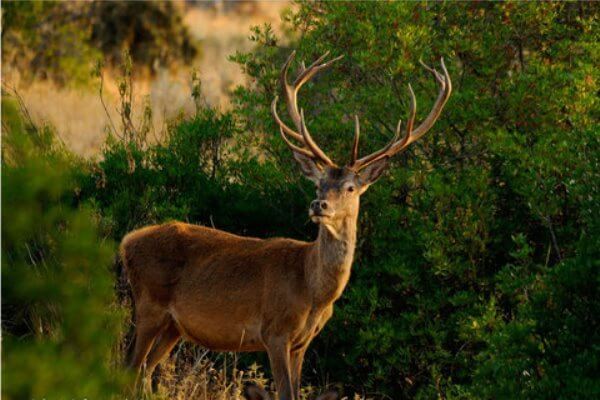 Los ciervos no son animales violentos, aclara veterinario | 1000 Noticias