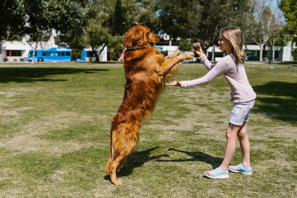¿Qué raza de perros elegir si hay niños en casa?