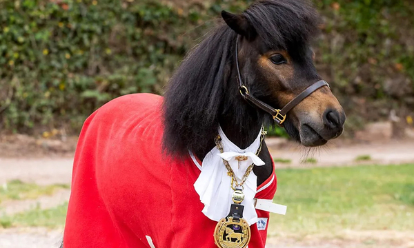 Patrick es el pony ‘‘alcalde’’ que cuenta con una oficina - OviedoPress