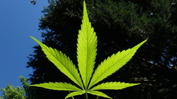 La marihuana y la ilegalidad. ¿Ignorancia o conveniencia política?