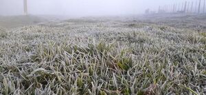 Heladas de variada intensidad en el sur, en el peor momento del trigo - Nacionales - ABC Color