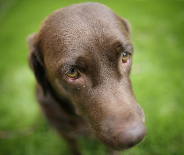 Como un espejo: ¿por qué los perros imitan a sus amos? - Mascotas - ABC Color