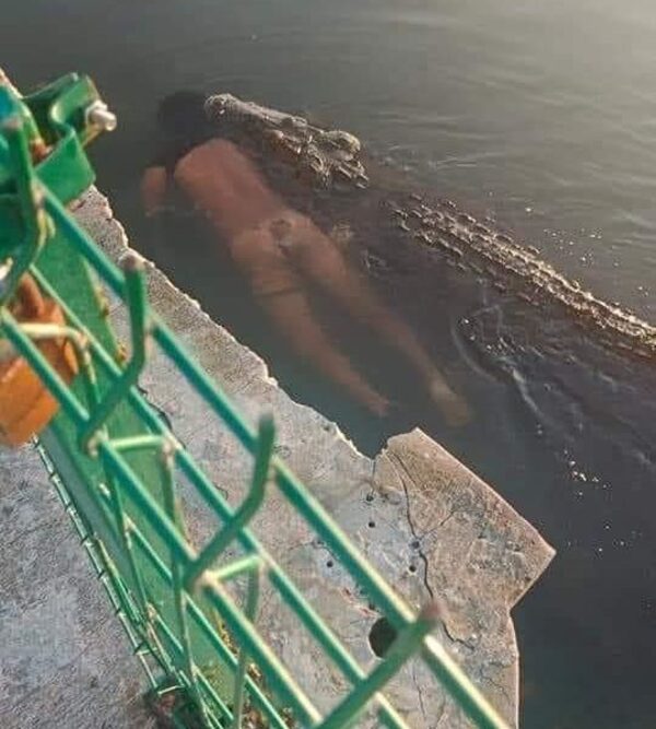 México: cocodrilo se pasea con “presa humana” (VIDEO)