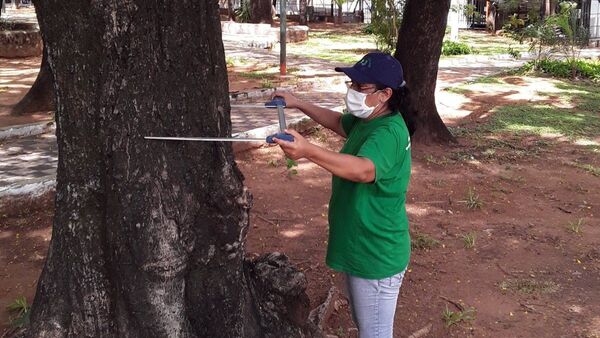 Detectan hongos beneficiosos para árboles en sitios de Asunción