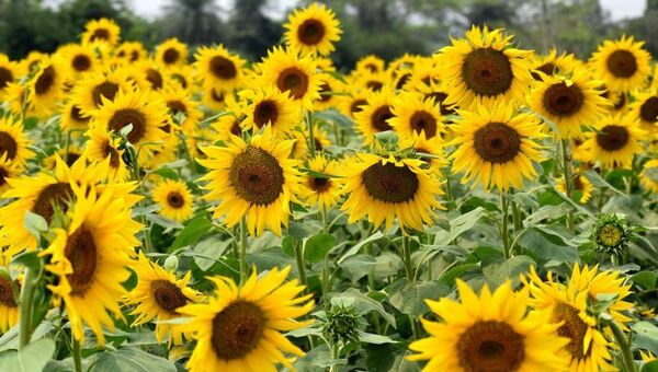 Girasol: el cultivo de renta que decreció en los últimos años pero que está floreciendo