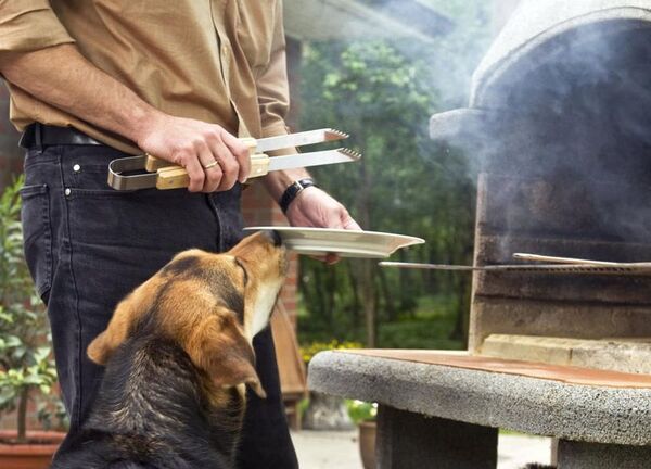 Cuidado con lo que le das de comer a tu perro: algunos alimentos pueden ser mortales - Mascotas - ABC Color