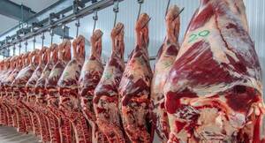Exportaciones de carne bovina crecieron 8% a julio
