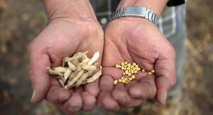 Modificación genética aumenta el rendimiento de la soja hasta en un 20%