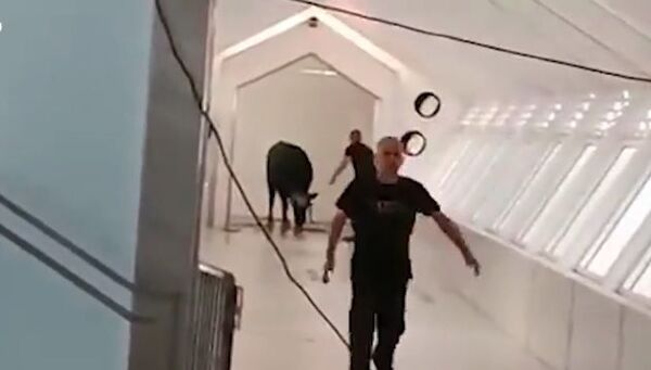 Pánico en Tel Aviv: un toro irrumpe en una sede bancaria - Mundo - ABC Color