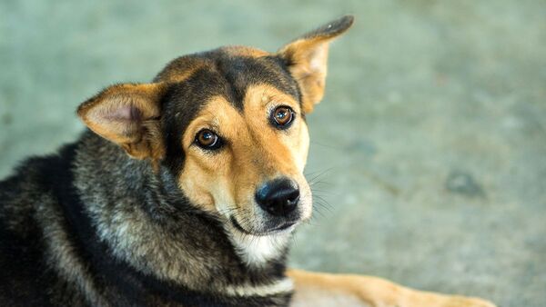 Los perros "lloran" de alegría al reunirse con sus propietarios